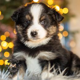 Alice - Black tri female Miniature American Shepherd puppy in Tonopah, Arizona from King's Miniature American Shepherds