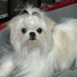 Peekaboo - Maltese
