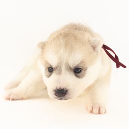 Moonlight (Maroon) - Transport Available - Gray and white female Siberian Husky puppy in Tracy, California from Limitless Huskies