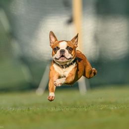 Dundee - Boston Terrier