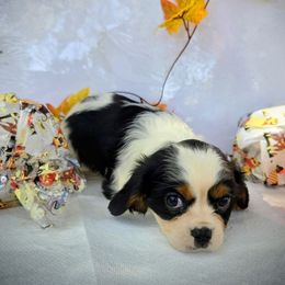 Roxi - Tri-color female Cavalier King Charles Spaniel puppy in Charity, Missouri from Missouri. Cavaliers
