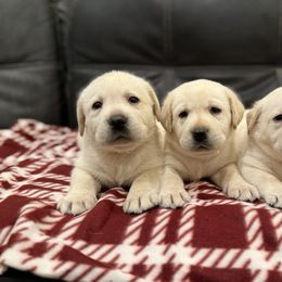 Girl 2 - Yellow female Labrador Retriever puppy in Medford, Oregon from Valley View English Labs