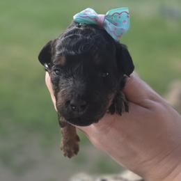 Lily - Phantom female Goldendoodle puppy in Decatur, Tennessee from Diamond's Doodles