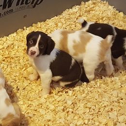 Brittany Puppies from Center Ridge Brittanys