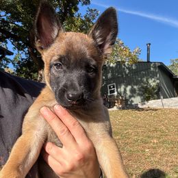 Light blue collar - Fawn female Belgian Malinois puppy in Kelley, Iowa from Midwest Malinois