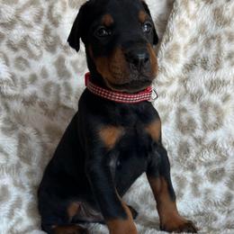 Red - Black and rust male Doberman Pinscher puppy in Muskegon, Michigan from HillStone Dobermans