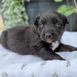 Ripper - Black tri-color male Australian Shepherd puppy in Hillsboro, Ohio from Sugar Grove Farms
