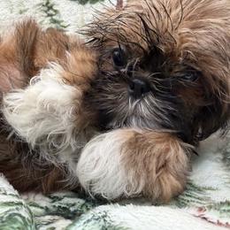 Radish - Red female Shih Tzu puppy in Russellville, Kentucky from The Patriot Tzu