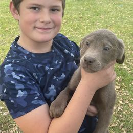 Spruce - Silver Dilute Retriever puppy in Somerset, Pennsylvania from Chickentown Labradors