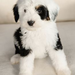 'Blossom' White Collar Female - Tri-color female Bernedoodle puppy in Kamas, Utah from A + E Farms
