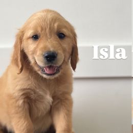 Isla - Golden female Golden Retriever puppy in Farmington, Utah from Golden Haven Doodles