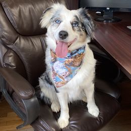 Miniature Australian Shepherds from Lani Cs Aussies