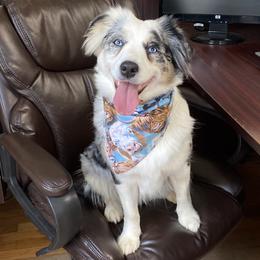 Miniature Australian Shepherds from Lani Cs Aussies