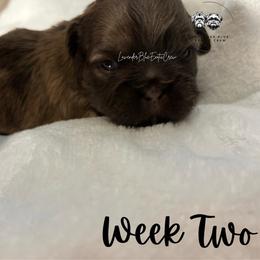 Espresso - Liver female Shih Tzu puppy in Olive Branch, Mississippi from Lavender Blue Exotic Crew