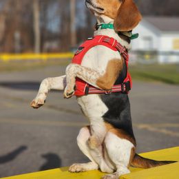 Beagle All Grown Up from Rustic Farm Sporting Beagles