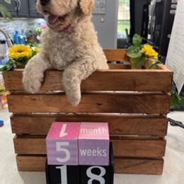 Goldendoodle Puppies from Only Loving Pups