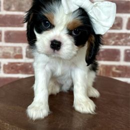 Milly - Tri-color male Cavalier King Charles Spaniel puppy in Ammon, Idaho from Ammon Acres Cavaliers