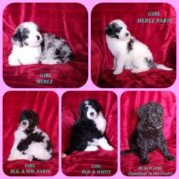 Bernedoodle Puppies from Foothills Family Doodles