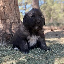 Cream - Gray female Sarplaninac puppy in Colorado Springs, Colorado from Pesky Redneck Mini Ranch