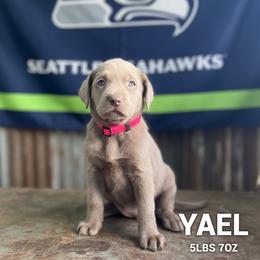 Yael - Silver female Dilute Retriever puppy in Puyallup, Washington from 12 Door Farm Labradors