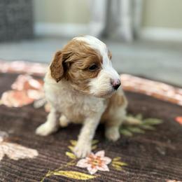 Spooky - Parti male Goldendoodle puppy in Jacksonville, Florida from Dandelion Doodles