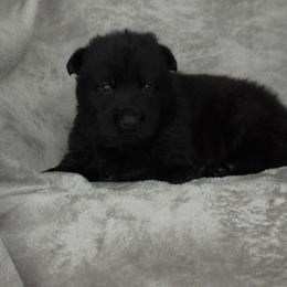 Blue Boy - Black coat - Black male German Shepherd puppy in Elijay, Georgia from Mission K9