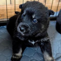 Red Boy - Korppi - Black and tan male Lapponian Herder puppy in Prattsburgh, New York from Maalattu Koirankoppi Lapponian Herders