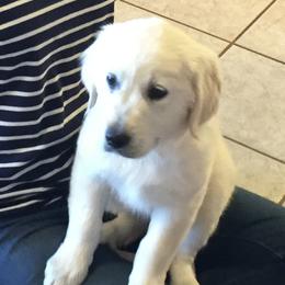 Sugar - Golden Retriever