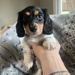 Onyx - Piebald male Dachshund puppy in Palestine, Texas from Vixens Dachshunds
