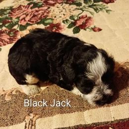Black Jack - Parti male Miniature Schnauzer puppy in Midland, Texas from Shebbies Puppy Palace