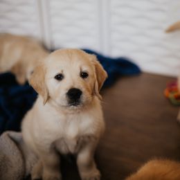 Golden Retriever Puppies from Rosemary Goldens