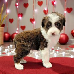 Butterfingers - Brown and white male Aussiedoodle puppy in Boonville, North Carolina from Branch Creek kennels