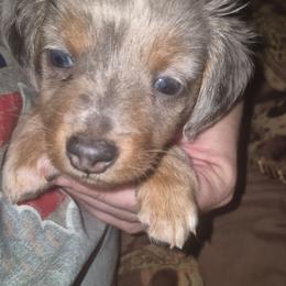 Chiweenie Dale tiny boy - Dapple male Dachshund puppy in Madisonville, Tennessee from LaRose Farm & Kennels