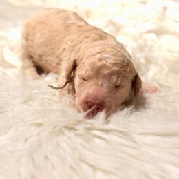 Apollo - Cream male Goldendoodle puppy in Arlington, Texas from Chambers Doodle Patch