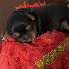 Girl 1 - Black and tan female Shorkie puppy in San Tan Valley, Arizona from Great Mates