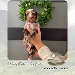 Moonlit Moor - Merle male Goldendoodle puppy in Garland, Texas from Twilight Doodles