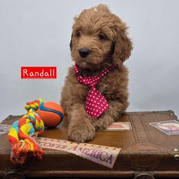 Randall - Red  male Goldendoodle puppy in Neillsville, Wisconsin from Granton Creek