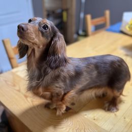 Sacha - Dachshund