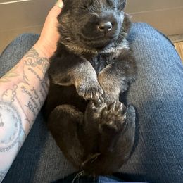 German Shepherd Puppies from Coterie Shepherds