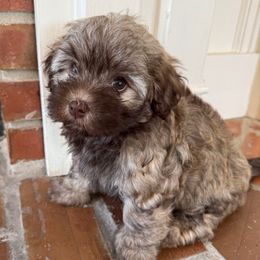Sable female - Silver sable female Havanese puppy in Douglas, Georgia from Huffer Hounds and Havanese