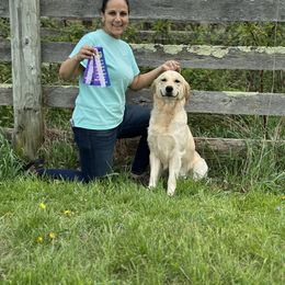 Golden Retriever Puppies from Ruff Life Goldens