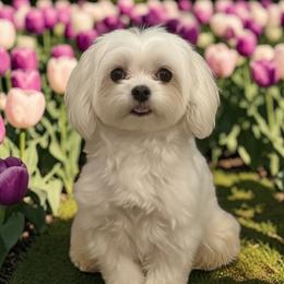 River - Cavapoo