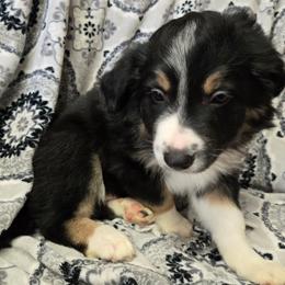 Boys - Tri-color male Border Collie puppy in Pennsylvania from Winter Creek Border Collies