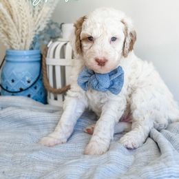 Boy 2 - Bernedoodle puppy in Glendora, California from Colby Trail Doodles
