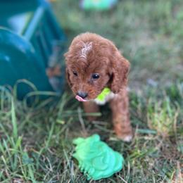 Jack - Red male Cavapoo puppy in Mint Hill, North Carolina from DoodleForever