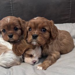 Cavalier King Charles Spaniel Puppies from Creekside Cavaliers