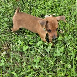 Curry - Stag red female Miniature Pinscher puppy in Bourbon, Missouri from Eriphos Farm Kennel