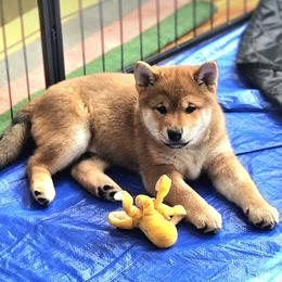 Shiba Inu All Grown Up from KurguzkinShiba