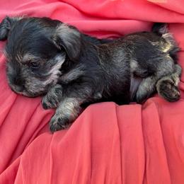 Stella - Black and silver female Miniature Schnauzer puppy in Akeley, Minnesota from Great Northern Schnauzers