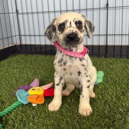 Annie - long coat - White and black female Dalmatian puppy in Sedalia, Missouri from Missouri Dalmatians